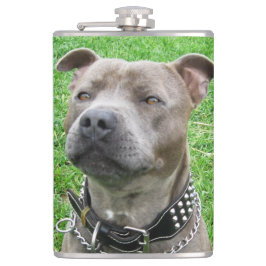 Cantil Staffordshire Bull Terrier Sentado À Atenção,