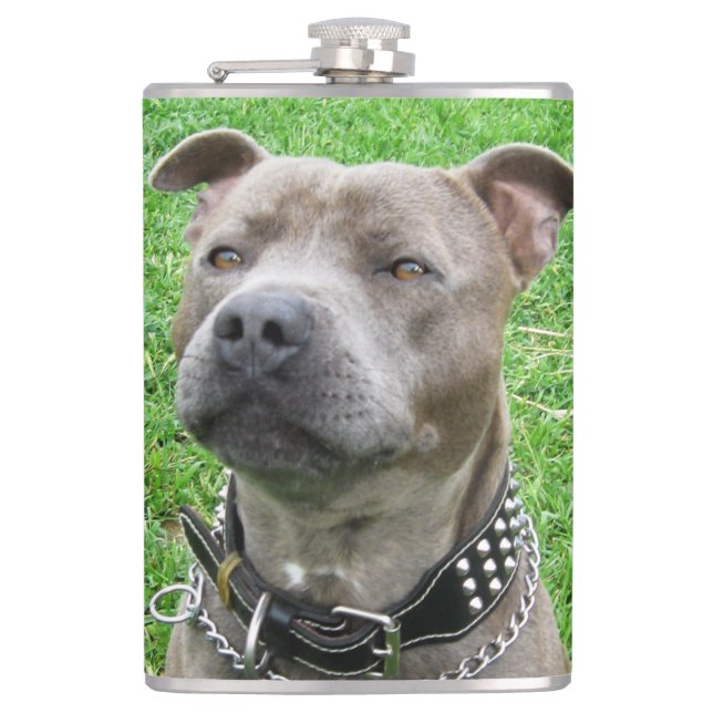 Cantil Staffordshire Bull Terrier Sentado À Atenção, (Frente)