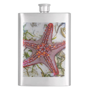 Cantil Starfish, Zanzibar, Tanzânia