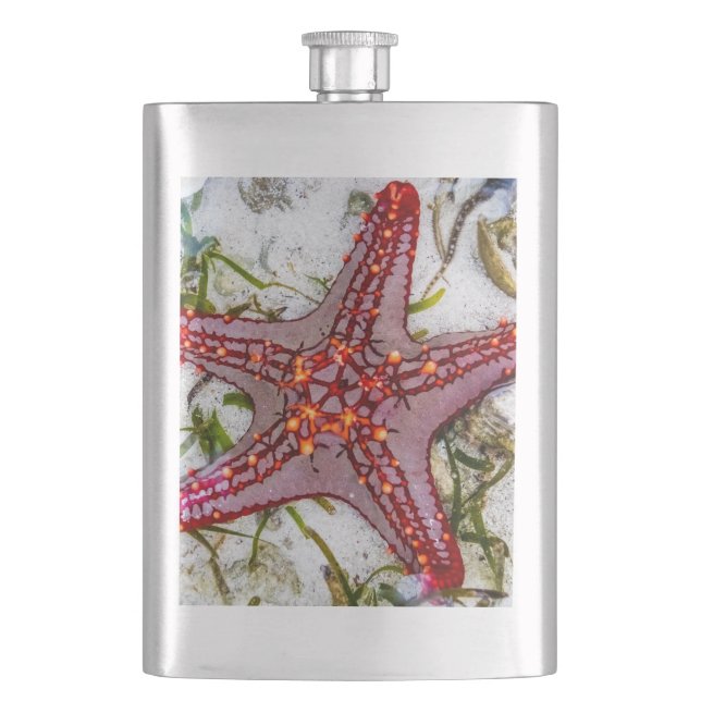 Cantil Starfish, Zanzibar, Tanzânia (Frente)