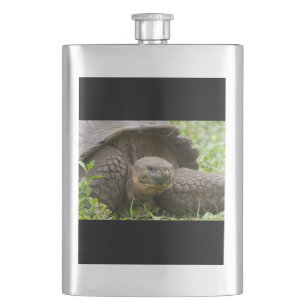 Cantil Tartaruga gigante