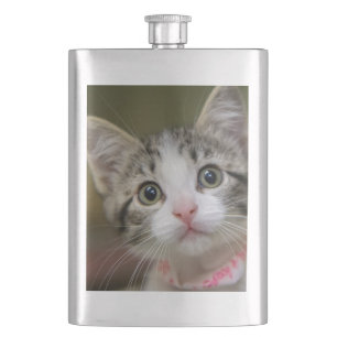 Cantil Um gatinho bonito com olhos verdes