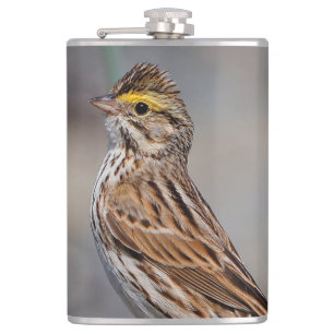 Cantil Uma Sparrow Savannah inquisitiva