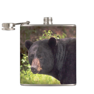 Cantil Urso preto