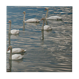 Canto do Cisne