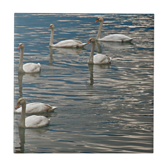 Canto do Cisne (Frente)