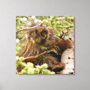 canvas 24x24 (Brilho) com porcupina