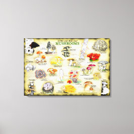 Canvas 30x20 Cogumelos