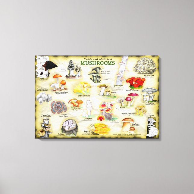 Canvas 30x20 Cogumelos (Frente)