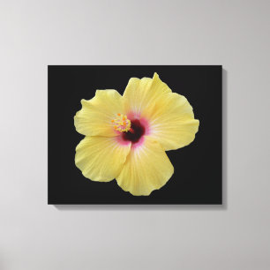 Canvas amarelas da flor do hibiscus