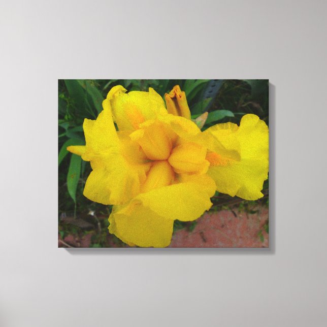 Canvas Amarelo da Flor Íris (Frente)