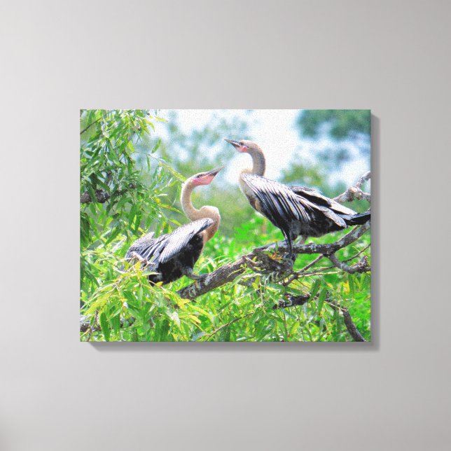 Canvas Anhingas imatura (Frente)