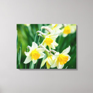Canvas Art Daffodils