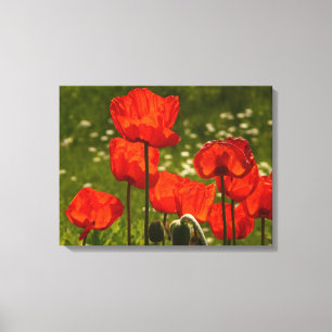 Canvas Art-Poppies