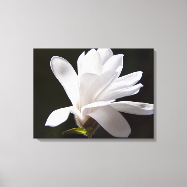 Canvas Art-Star Magnolia Flower (Frente)