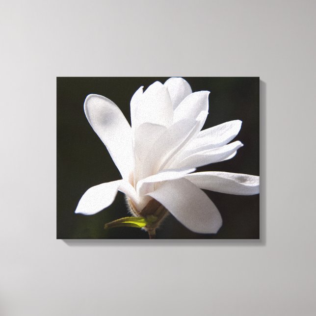 Canvas Art-Star Magnolia Flower (Frente)