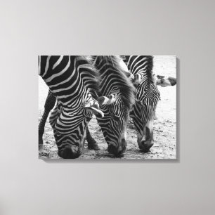 Canvas Art-Zebras