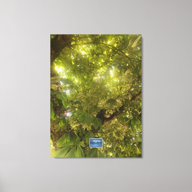 Canvas (Árvore Verde Sol 1) SDCs ©️ 2021/24 (Frente)