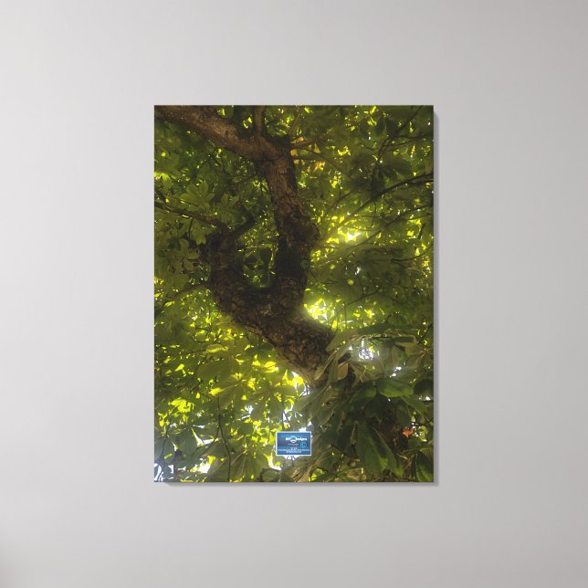 Canvas (Árvore Verde Sun 2) SDCs ©️ 2021/24 (Frente)