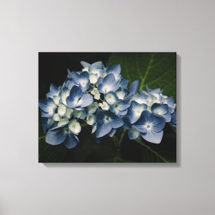 Canvas azuis do Hydrangea 8514