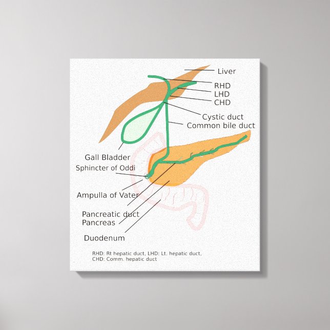 Canvas Biliary System Diagram Gall Bladder Gráfico (Frente)