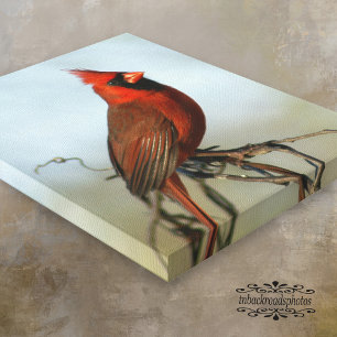Canvas Cardinal do Norte Vermelho