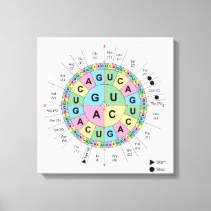 Canvas Cônons Amino Acids Mesa Código Genético DNA