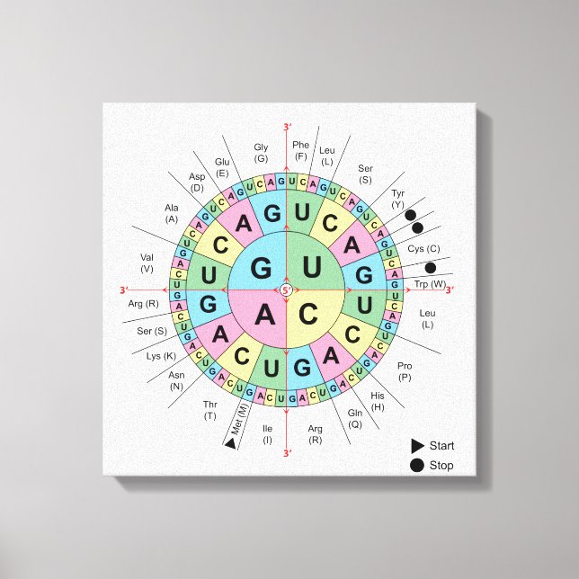 Canvas Cônons Amino Acids Mesa Código Genético DNA (Frente)