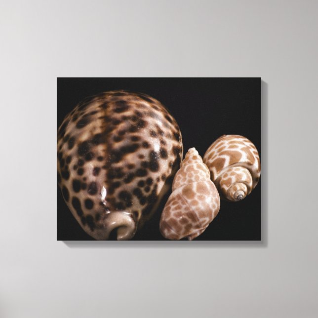 Canvas Cowrie Cones (Frente)