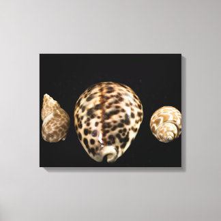 Canvas Cowrie Cones 2