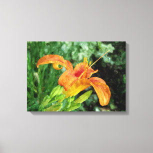 Canvas da aguarela do hemerocallis