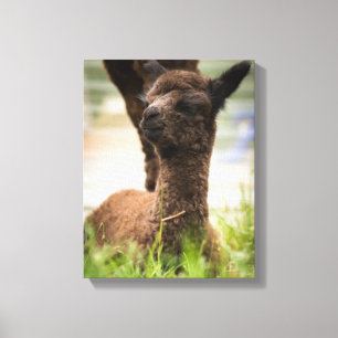 Canvas da alpaca do bebê