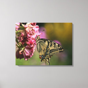 Canvas da Borboleta do Swallowtail Amarelo