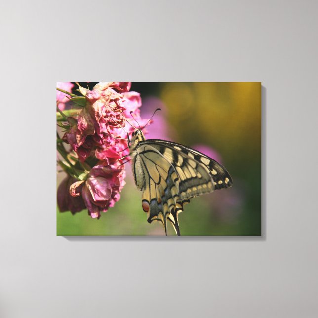 Canvas da Borboleta do Swallowtail Amarelo (Frente)