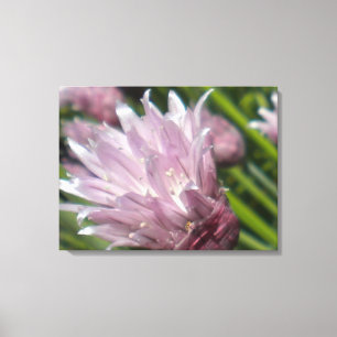 Canvas da flor do cebolinho