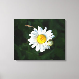 Canvas da foto da flor da margarida branca