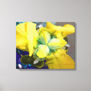 Canvas da íris amarela