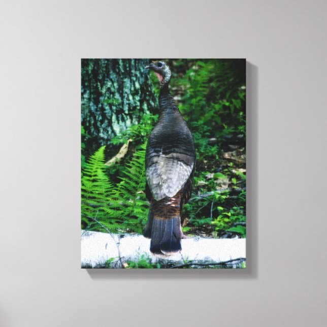 Canvas da Mãe Turquia (Frente)