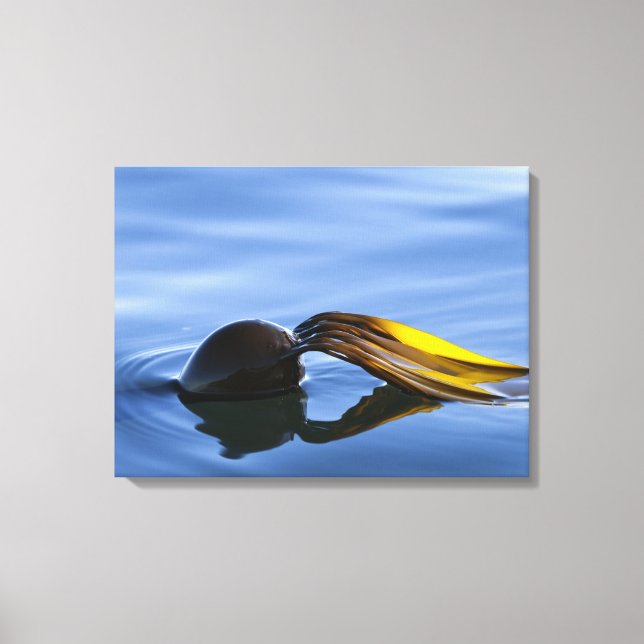 Canvas das bordas do ouro (Frente)