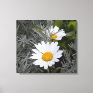 Canvas das margaridas de Shasta