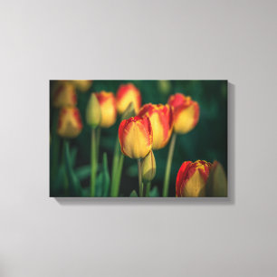 Canvas das tulipas