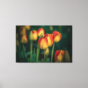 Canvas das tulipas