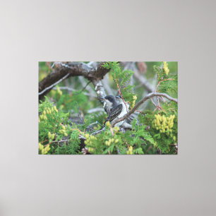 Canvas de aves Cinzas grandes