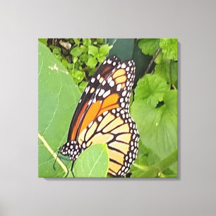 Canvas de borboleta Monarca