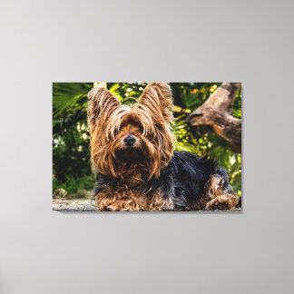 Canvas de cão Yorkie
