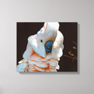 Canvas de Cockatoo Molucano