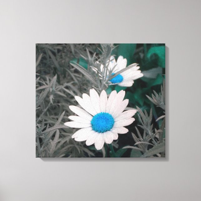 Canvas de Daisies (com Azul) (Frente)