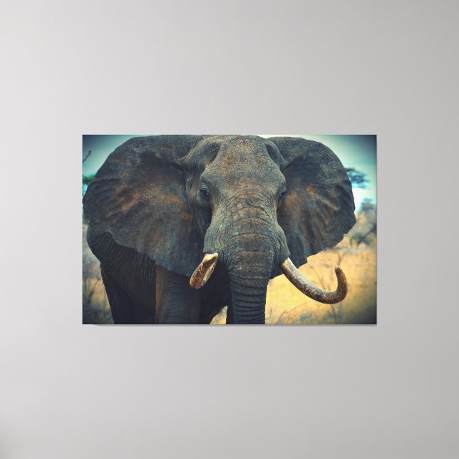 Canvas de Elefante Africano (Frente)