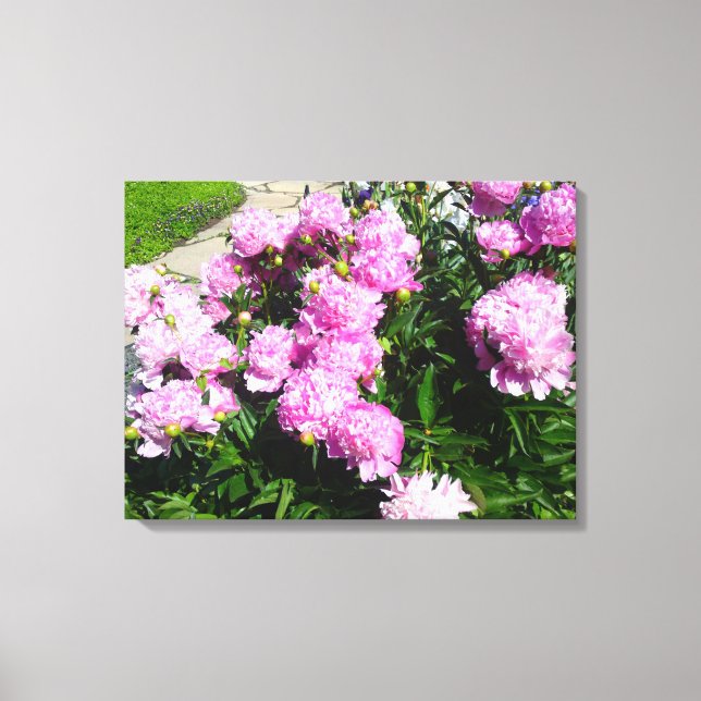 Canvas de Flor de Península Cor-de-Rosa Branca (Frente)