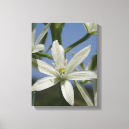 Canvas de Flores de Verão